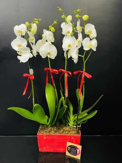 Şık Taş İçerisinde Phalaenopsis İthal 4’lü Orkide 