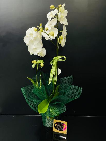 Şık Porselen İçerisinde Phalaenopsis Çift Dallı Orkide