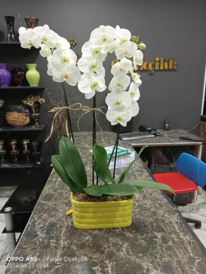 Premium Taş İçerisinde İthal Phalaenopsis 3’lü Orkide