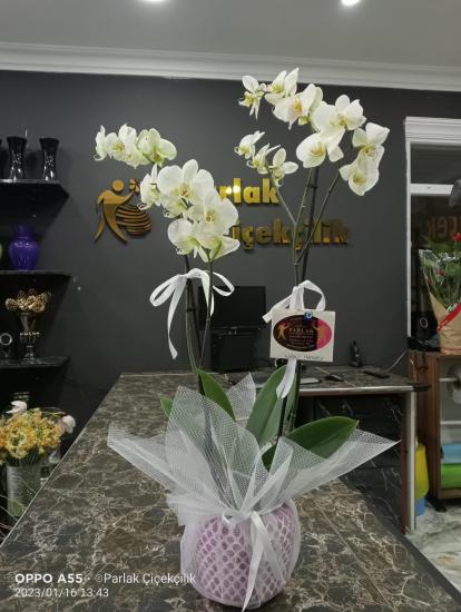 Çift Dallı Premium İthal Phalaenopsis Beyaz Orkide 
